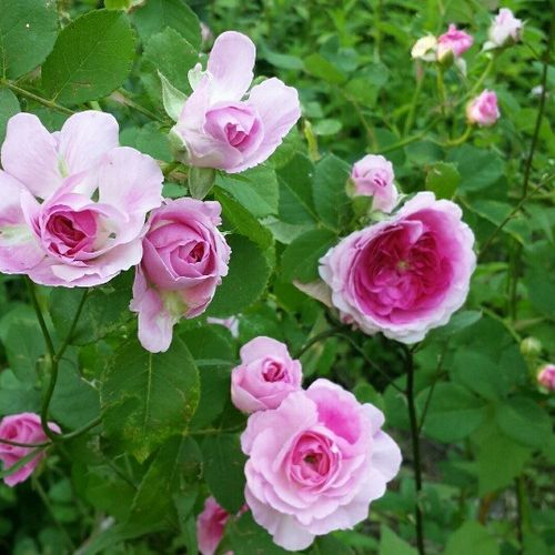 Rosa oscuro con los pétalos exteriores blancos - Árbol de Rosas Inglesa - rosal de pie alto- froma de corona llorona